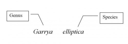 so-how-is-a-plant-name-constructed-mark-mcnee